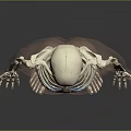 Human Body Limb Organs Skeleton Model Showing Detailed Bone Structure 3d model