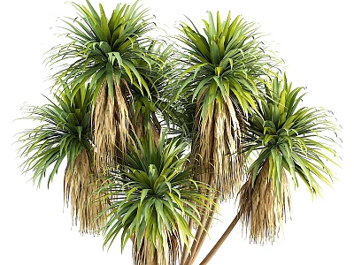 Decorative Garden Plants With Lush Green Leaves And Brown Fronds For Outdoor Decor 3d model