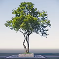 Arbor With Lush Green Leaves Forked Trunk And Stone Base Against Blue Sky