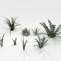 Various Types of Green Plants with Different Leaf Shapes on White Background