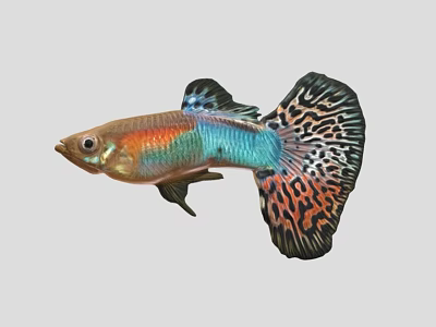 Colorful Guppy Fish With Orange Blue Black Patterns And Flowing Tail Fins 3d model