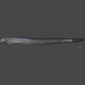 Slender Aquatic Fish With Elongated Gray Body And Streamlined Shape In Neutral Background