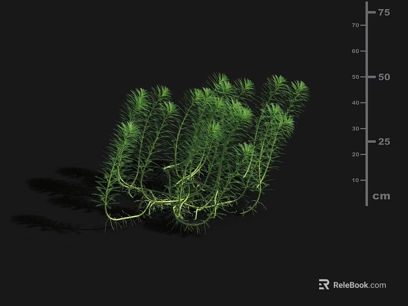 Green Aquatic Plants With Slender Stems And Leafy Clustered Growth 3d model