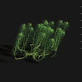 Green Aquatic Plants With Slender Stems And Leafy Clustered Growth 3d model