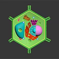 Colorful Organ And Hair Structure Model In Green Hexagonal Container