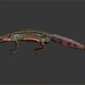 Dark Gray Salamander With Red Accents On Limbs And Textured Skin