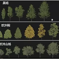 Various Black Poplar European Linden European Aspen Arbor Species Collection
