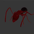 Detailed View Of Red Ant With Black Abdomen And Long Legs On Gray Background