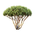 Lush Green Trees With Branching Trunks And Dense Green Foliage