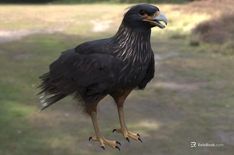 Black Raptor Bird With Yellow Beak Claws Standing On Natural Grassland Habitat 3d model 