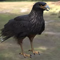 Black Raptor Bird With Yellow Beak Claws Standing On Natural Grassland Habitat