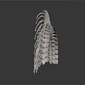 Curved Organ Structure With Hair Like Spines And Silver Metallic Finish 3d model