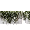 Decorative Hanging Vines In White Rectangular Planters With Trailing Green Leaves And Small White Flowers
