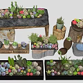 Bonsai and Potted Plants with Cacti Succulents in Stone Wooden Clay Containers and Decorative Arrangements