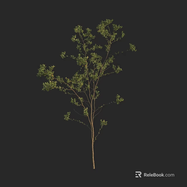 Green Leafy Arbor With Slender Trunk Against Black Background For Design Projects 3d model 