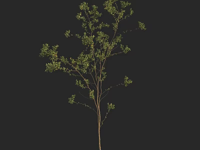Green Leafy Arbor With Slender Trunk Against Black Background For Design Projects 3d model