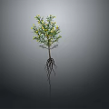 Plant Organ Structure With Root Hairs Yellow Flowers Stem And Leaves