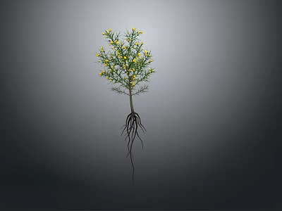 Plant Organ Structure With Root Hairs Yellow Flowers Stem And Leaves 3d model