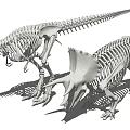 Modern Dinosaur Skeleton Combination 3d model