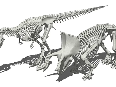 Reptile Dinosaur Skeleton Fossils Showcased with Two Specimens in Museum 3d model