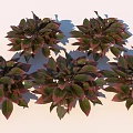 Vibrant Green And Red Leaf Plants In Lush Foliage Arrangement