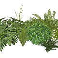 Various Types of Lush Green Plants Including Ferns Monstera and Tropical Foliage