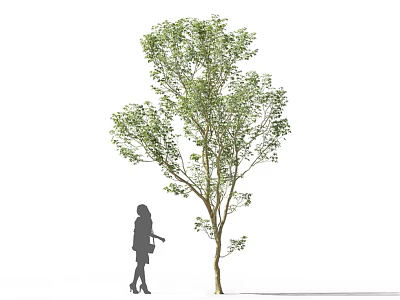 Tall Deciduous Tree With Lush Green Foliage Beside Silhouette Of Standing Woman 3d model