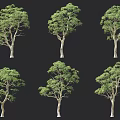Various Arbor Trees With Green Foliage And Trunks Display Different Poses Against Dark Background