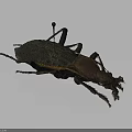 Dark Colored Beetle With Red Head And Long Legs On Gray Background Surface 3d model