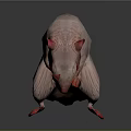 Hairless Rat with Pink Skin Red Eyes and Paws Long Thin Tail on Dark Background