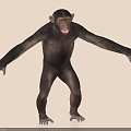 Realistic Standing Chimpanzee 3D Model With Open Arms And Natural Pose 3d model