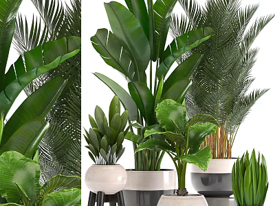Various Potted Tropical Plants With Large Leaves In Modern White Planters For Home Interior 3d model