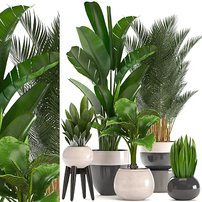 Various Potted Tropical Plants With Large Leaves In Modern White Planters For Home Interior 3d model