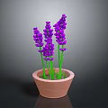 Fresh Purple Lavender Plant In Terracotta Pot For Indoor Home Decor