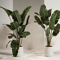 Three Potted Plants With Large Green Leaves In White Pots For Modern Interior