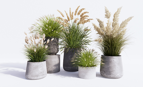 Modern Potted Pennisetum Reed Grass Hay Dry Flowers 3d model