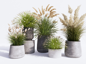 Modern Potted Pennisetum Reed Grass Hay Dry Flowers 3d model