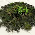 Lush Green Grasses And Various Leafy Plants In Natural Garden Setting
