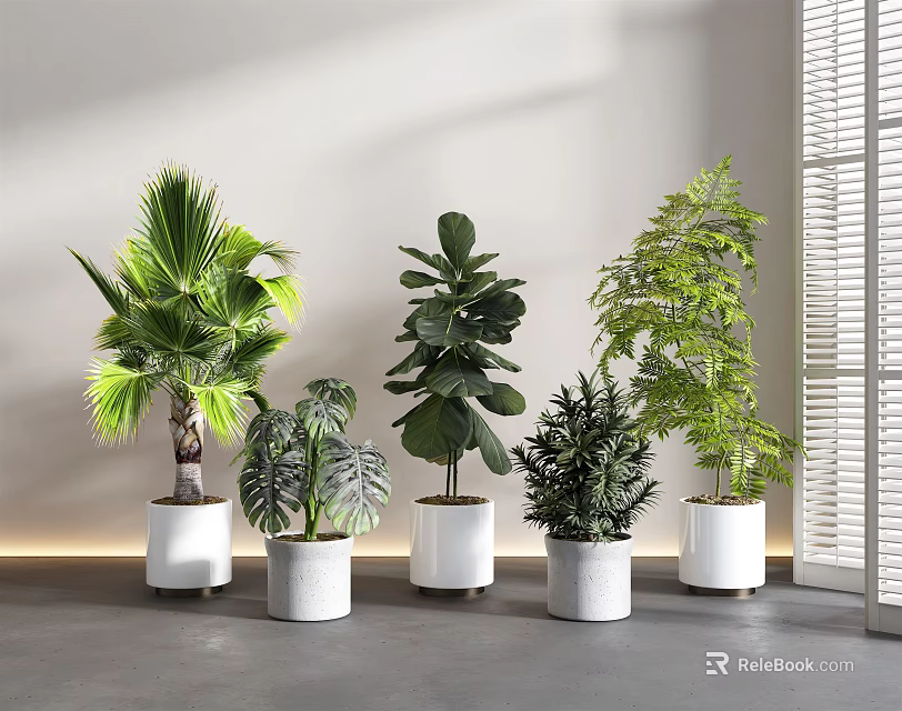 Stylish Potted Plants in White Pots with Various Green Foliage and Window Shutters 3d model 