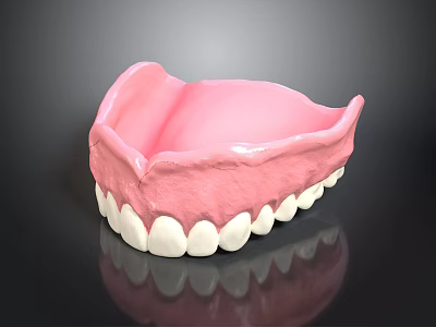 Human Mandible Anatomical Model With White Teeth And Pink Gum Structure 3d model