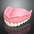 Human Mandible Anatomical Model With White Teeth And Pink Gum Structure