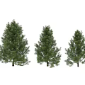 Three Pine Tree Decorative Ornament Set with Detailed Branches Realistic Foliage for Home Decoration