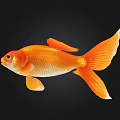 Vibrant Orange Goldfish Swimming With Bright Fins And Tail On Black Background