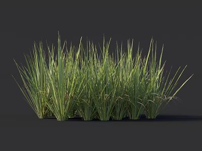 Green Herbaceous Grass with Slender Leaves in Clump Growth Against Dark Background 3d model
