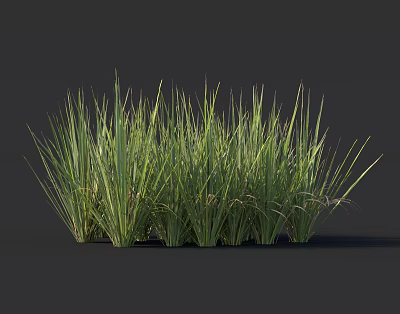 Green Herbaceous Grass with Slender Leaves in Clump Growth Against Dark Background 3d model