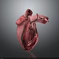 Detailed Organ Heart Model with Hair Follicle and Vascular Structure Features