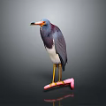 Tricolored Heron With Orange Beak Standing On Pink Skateboard Against Dark Background