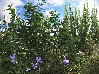 Lush Shrubs With Green Leaves And Purple Flowers Growing Under Blue Sky With Herbs 3d model
