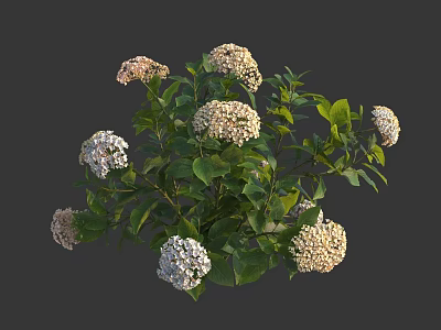 Vibrant White and Pink Cluster Flowers with Fresh Green Leaves in Lush Garden Setting 3d model