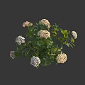 Vibrant White and Pink Cluster Flowers with Fresh Green Leaves in Lush Garden Setting